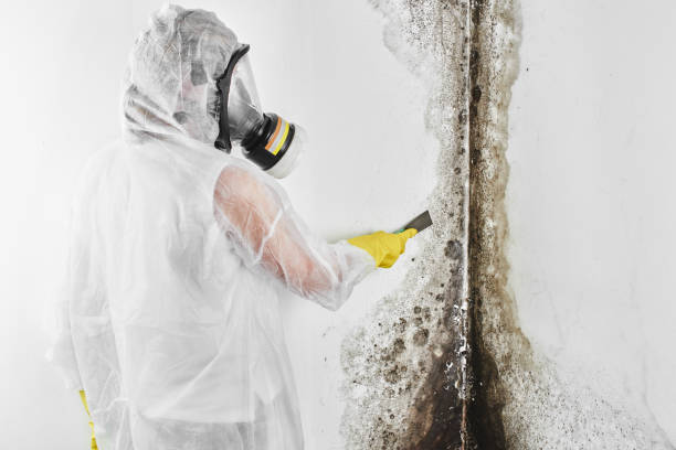 Best Mold Removal for HVAC Installations  in Bridgeport, PA